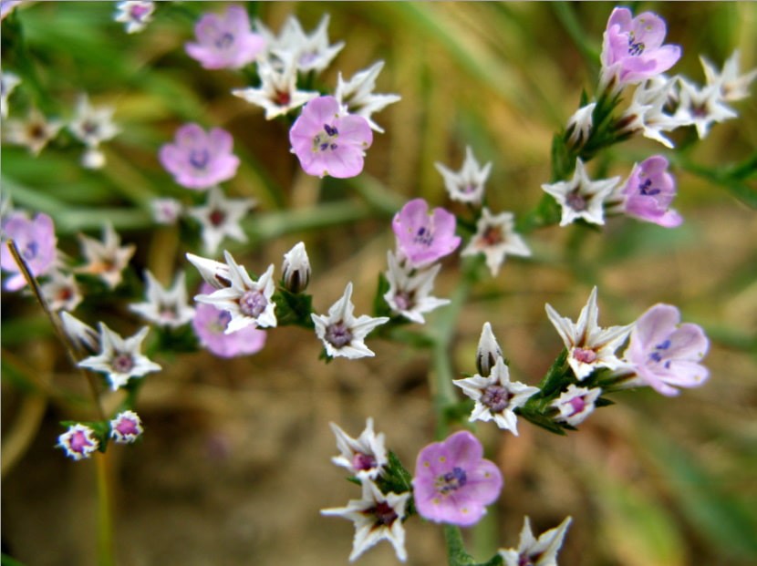 Flora