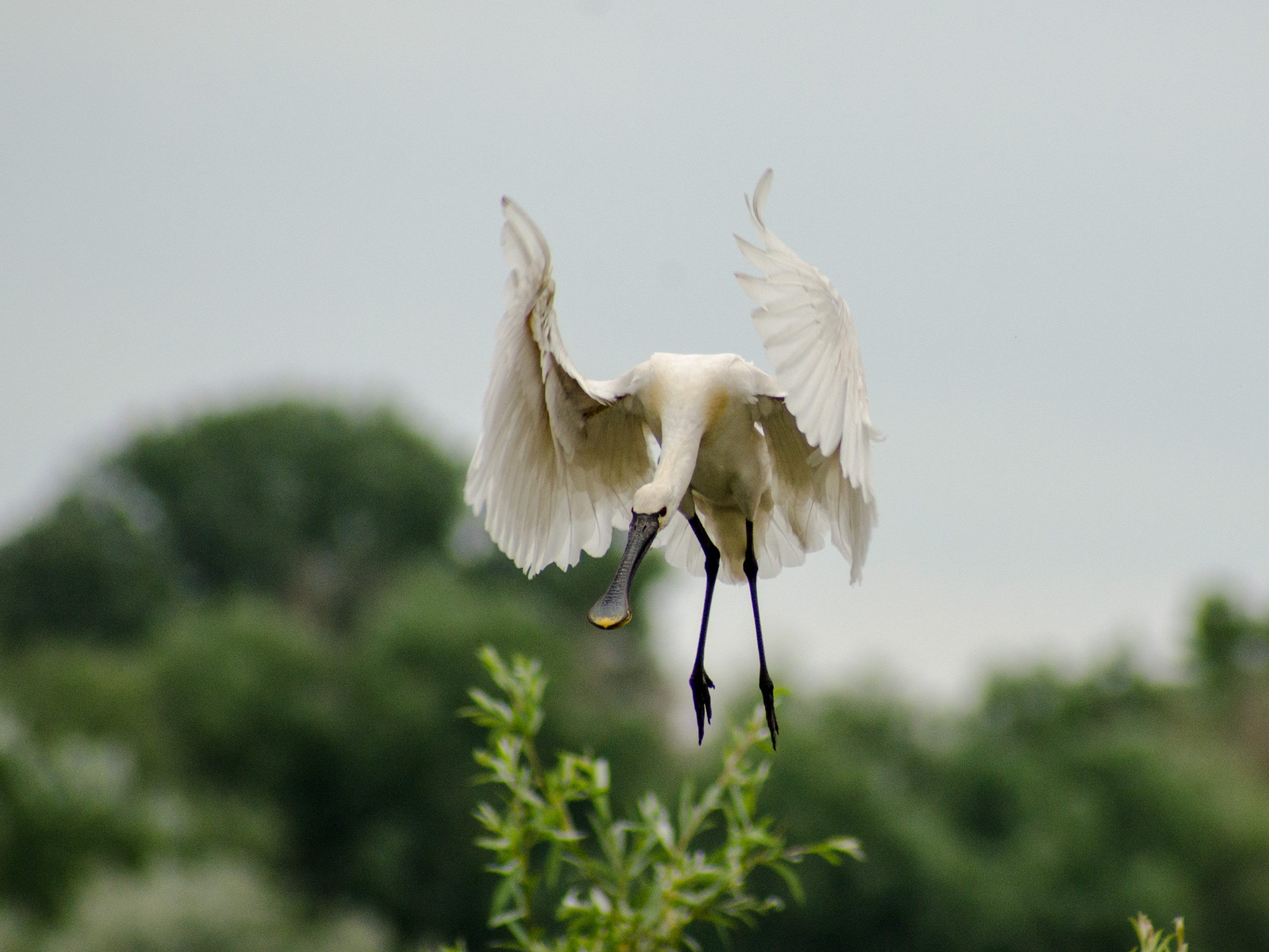 Fauna